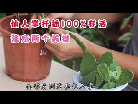 紫太陽仙人掌繁殖|【紫太陽仙人掌繁殖】歡迎種植紫太陽仙人掌，瞭解繁殖小技巧！